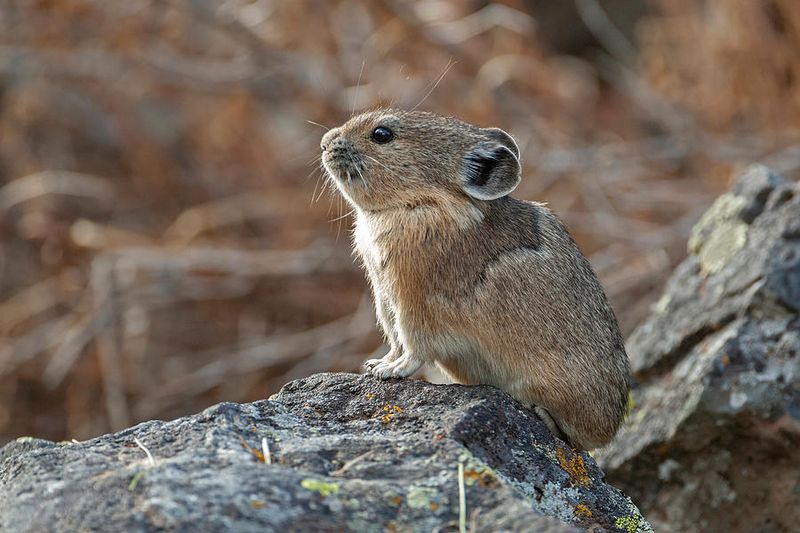 Tiny Pikas