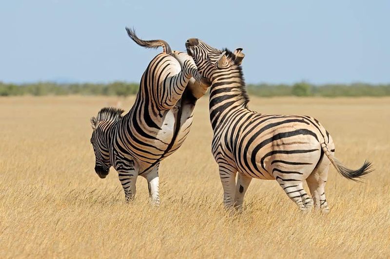Zebras Never Domesticated