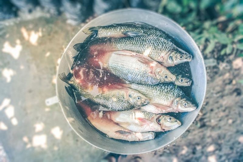 Strong Fish Smells