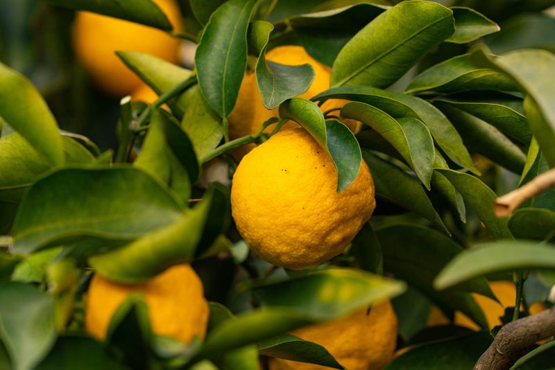 Citrus Smells