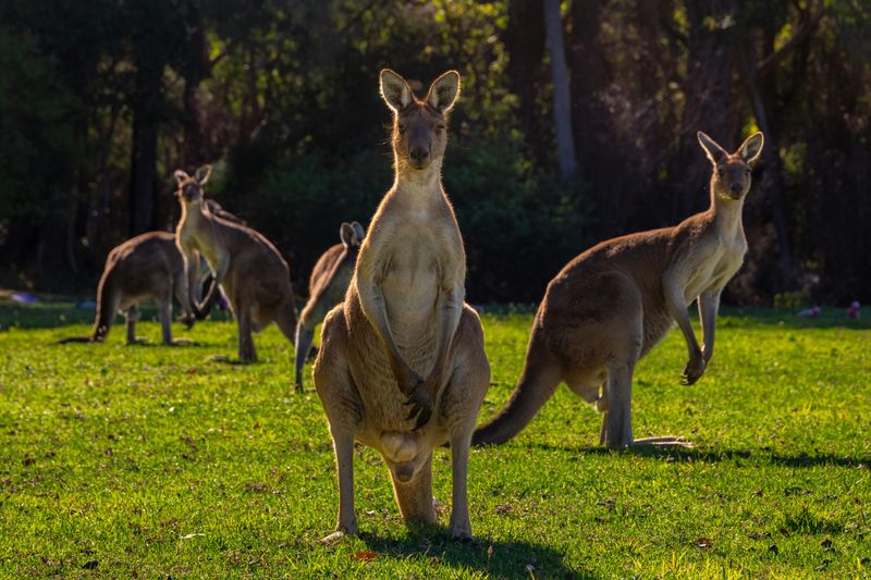 Often Seen Grazing In Small Groups At Dusk
