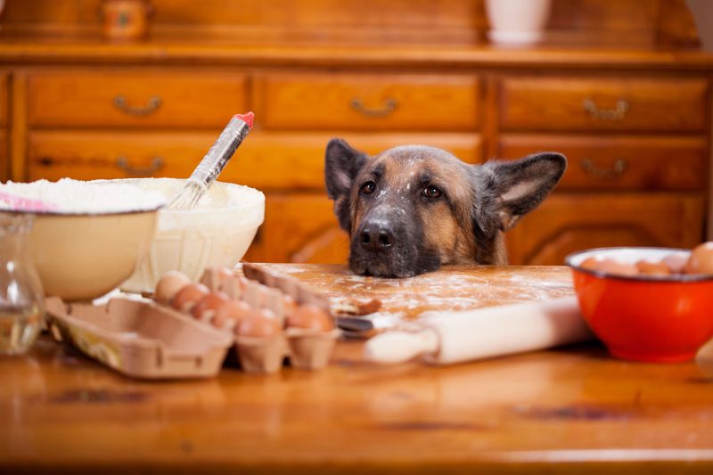 Counter Surfing And Food Stealing