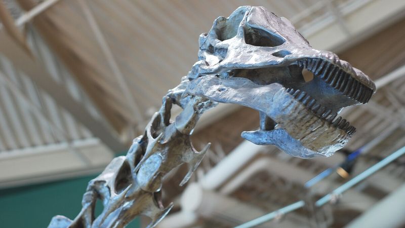 Sauropod Teeth Built For Eating Greens