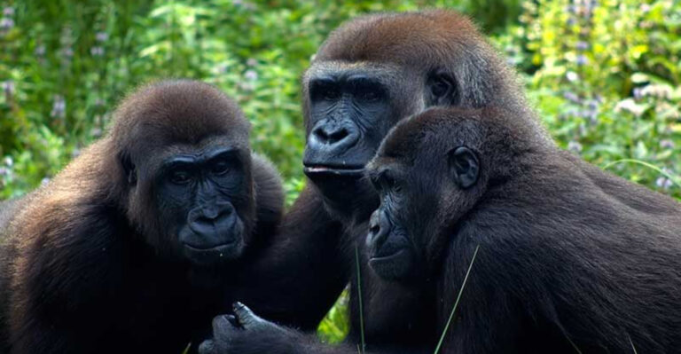 Study Explores The Ups And Downs Of Gorillas Being Social Creatures