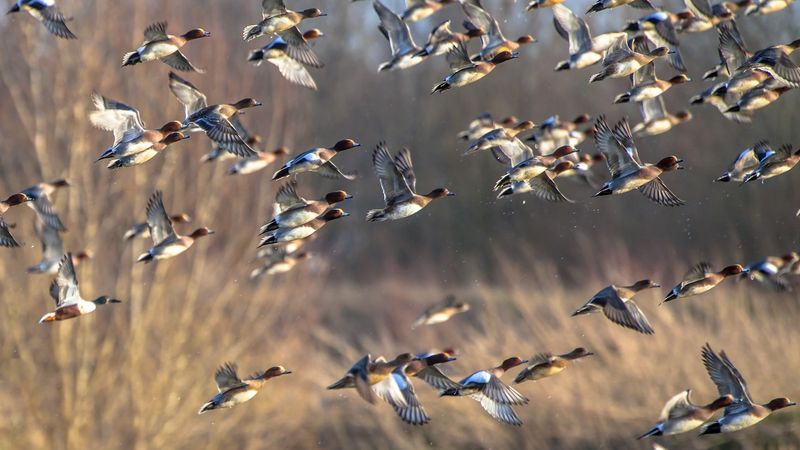 Birds Relocated But Still Faced Intense Heat