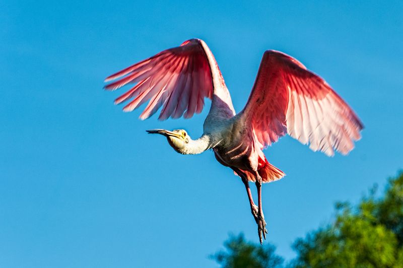 Vibrant Roseate Spoonbill