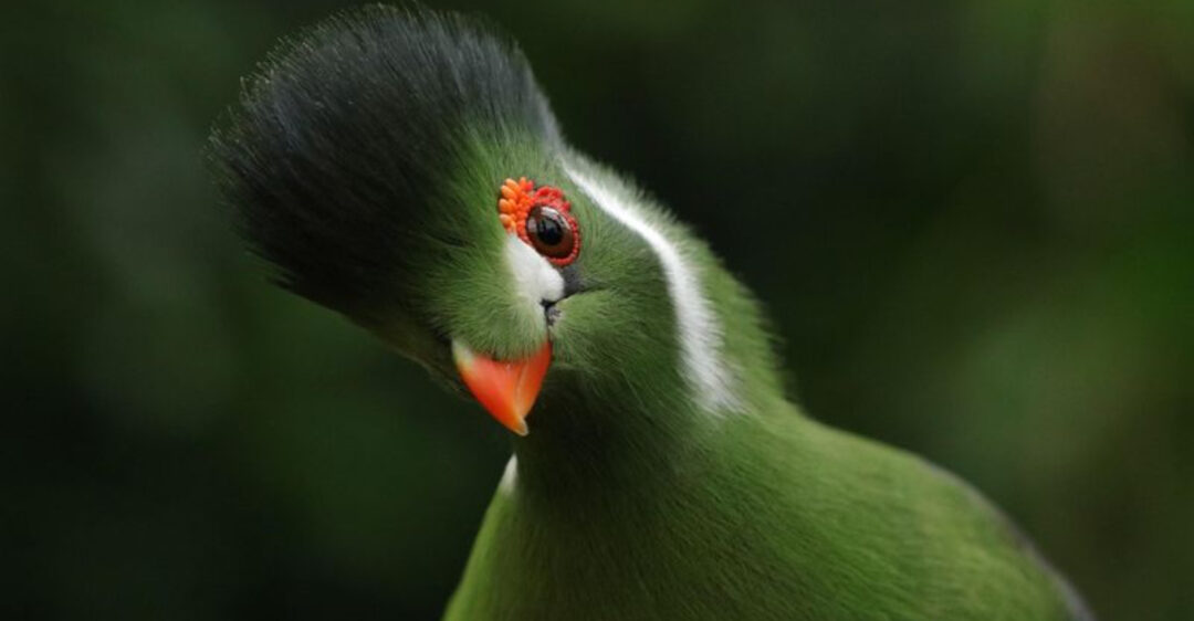 Stunning Types Of Green Birds