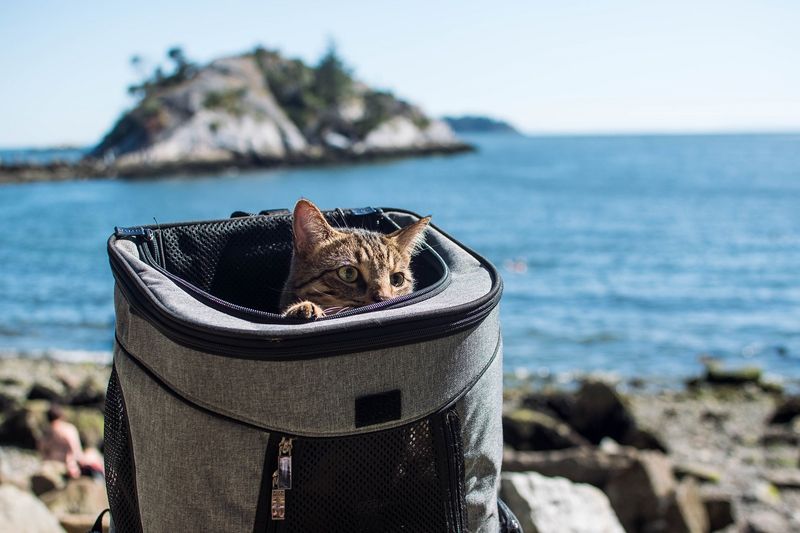 Cat Backpack Carrier