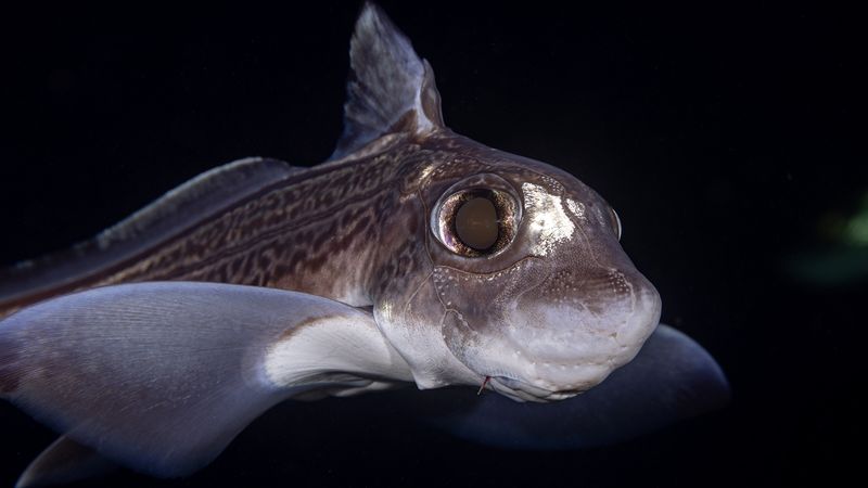 Ghost Shark