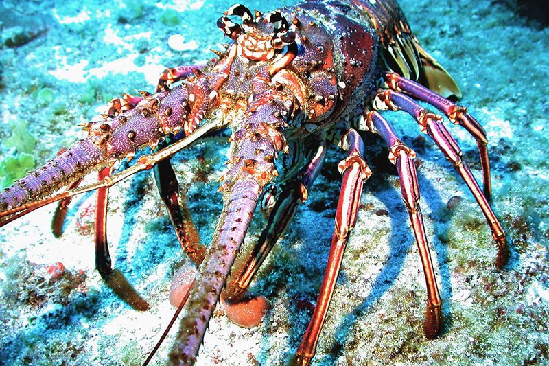 Spiny Lobster: A Resilient Ocean Survivor