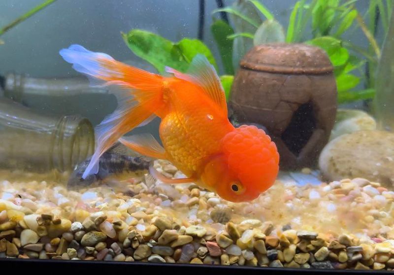 Tank Mate Compatibility