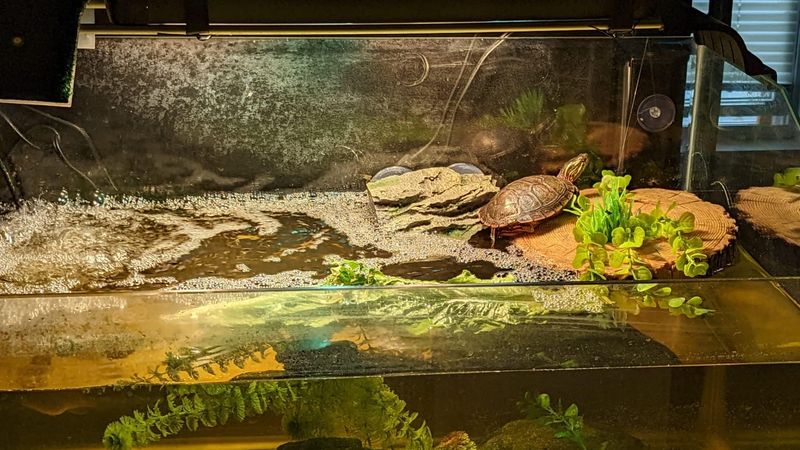 Basking Platform