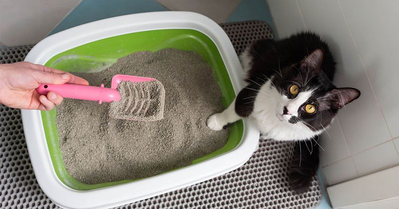 Changes In Litterbox Contents