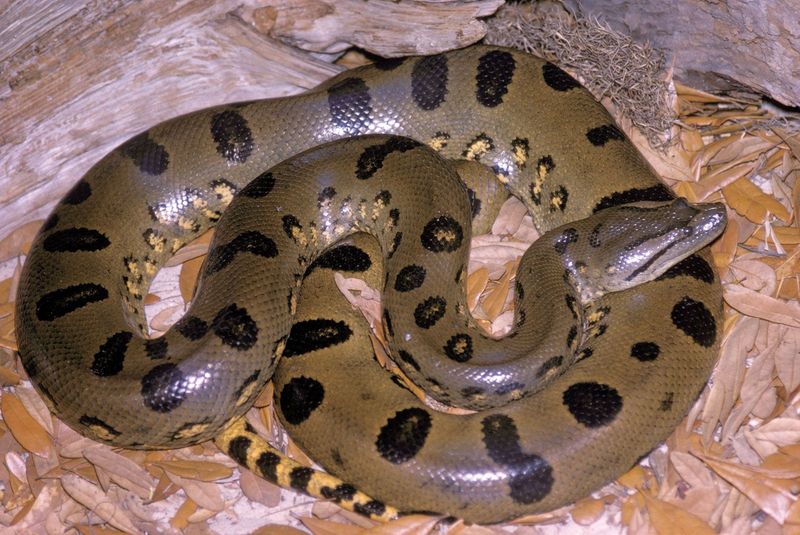 Elementary School Playground Anaconda