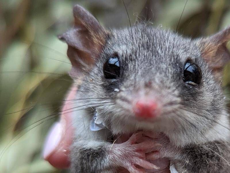 Overcoming Reintroduction Challenges