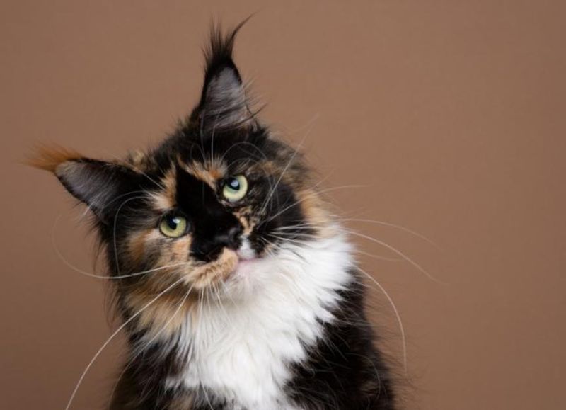 Head Tilting Suggests Ear Or Neurological Concerns