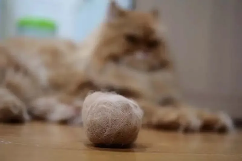 Vomiting Hairballs Frequently Is Definitely Stomach-Related