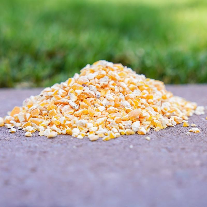 Cracked Corn: Attracting Larger Birds Like Pigeons And Quail