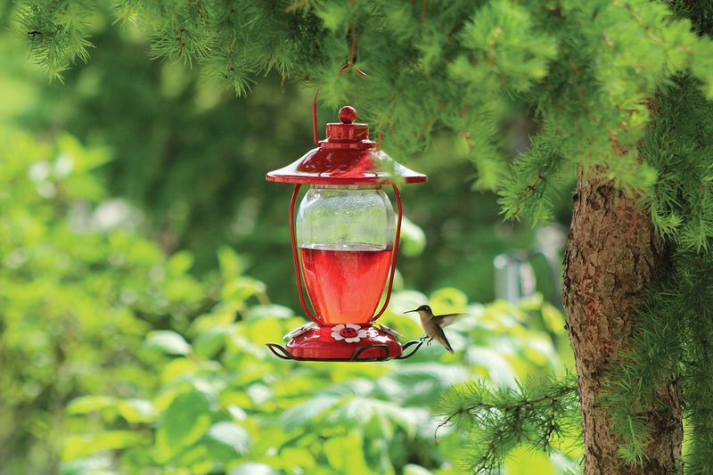 Hummingbird Feeders: Nectar Dispensers For Tiny Flyers