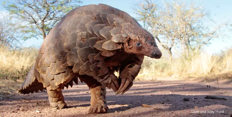 Faces Critical Risk Of Extinction Due To Poaching