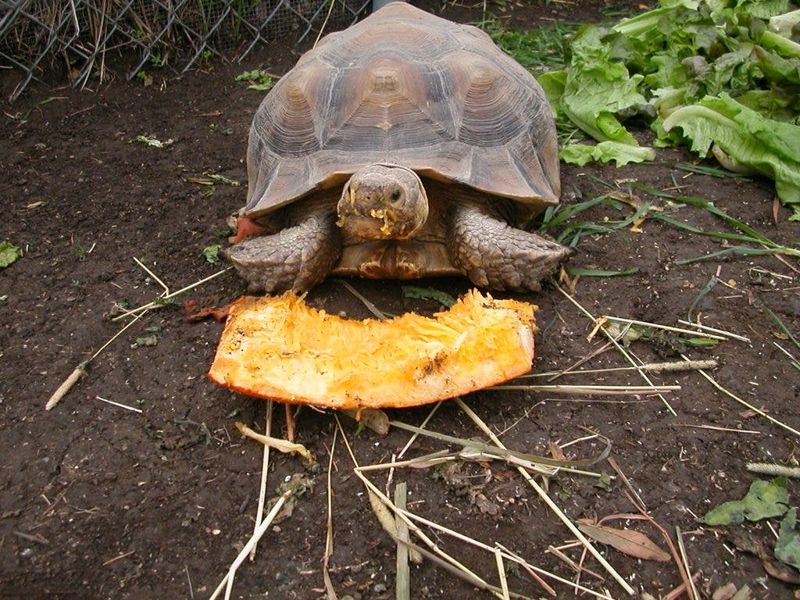 Giant Tortoises