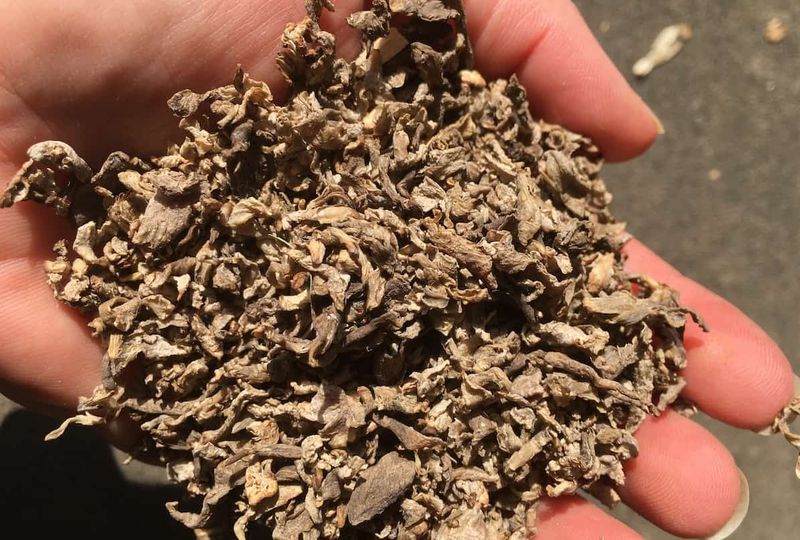 Beet Pulp