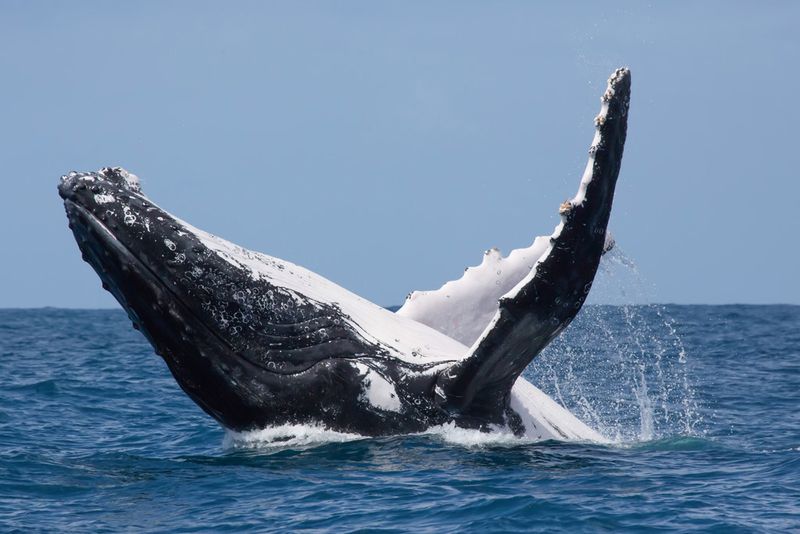 Whales