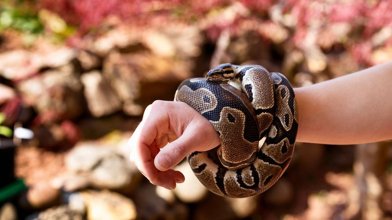 Ball Pythons – Gentle Giants Of The Snake World
