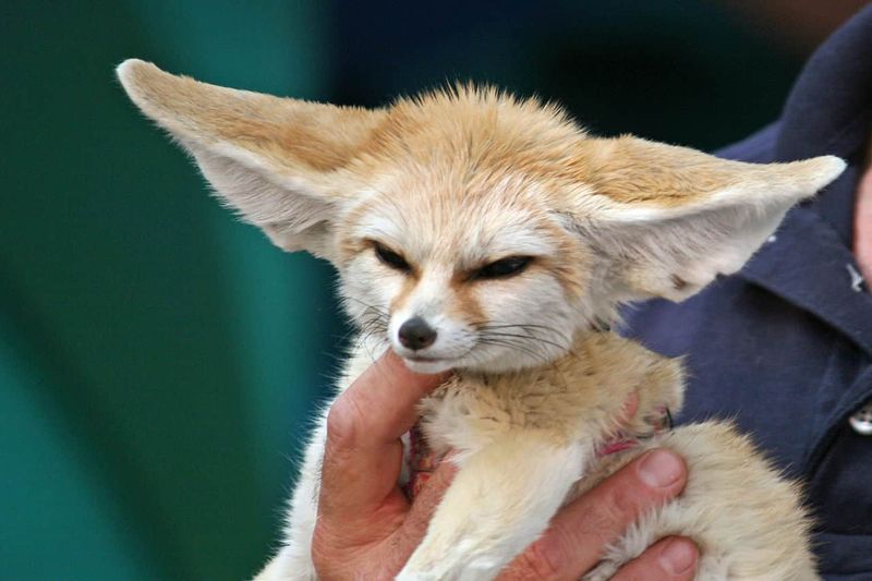 Fennec Foxes: Desert Animals, Household Chaos