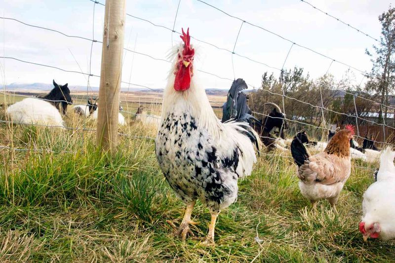 Icelandic Chicken