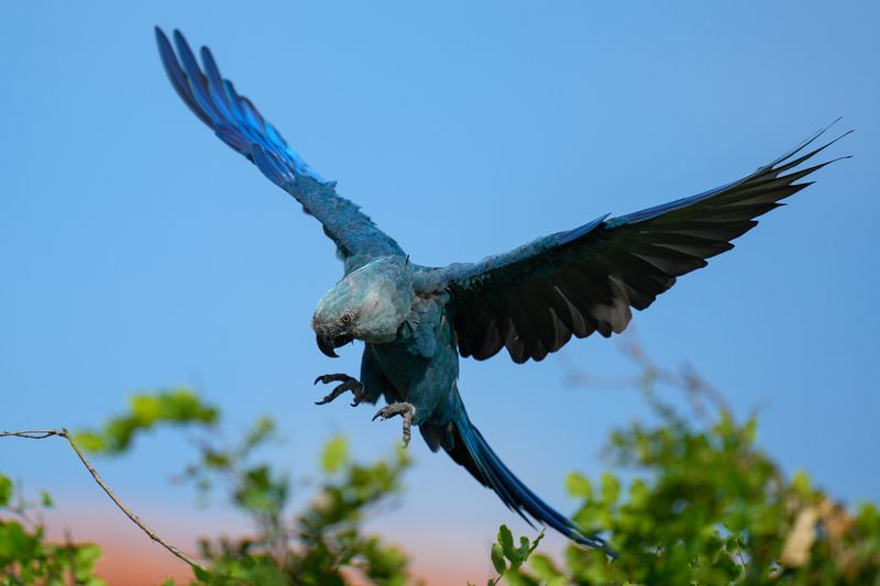 Spix's Macaw