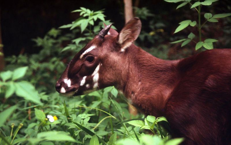 Saola: The Asian Unicorn's Last Stand