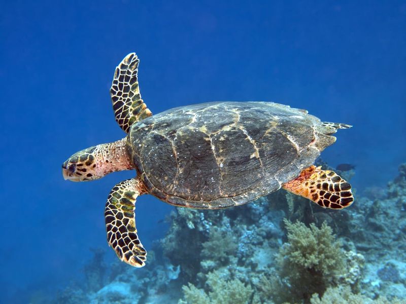 Hawksbill Sea Turtle