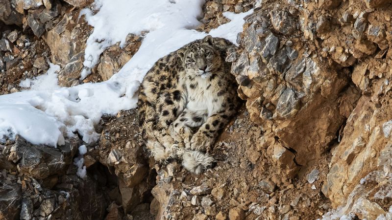 Snow Leopard - Mountain Spirit