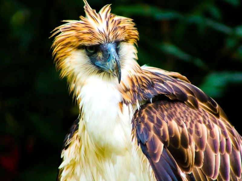 Philippine Eagle: The Monkey-Eating Sky King