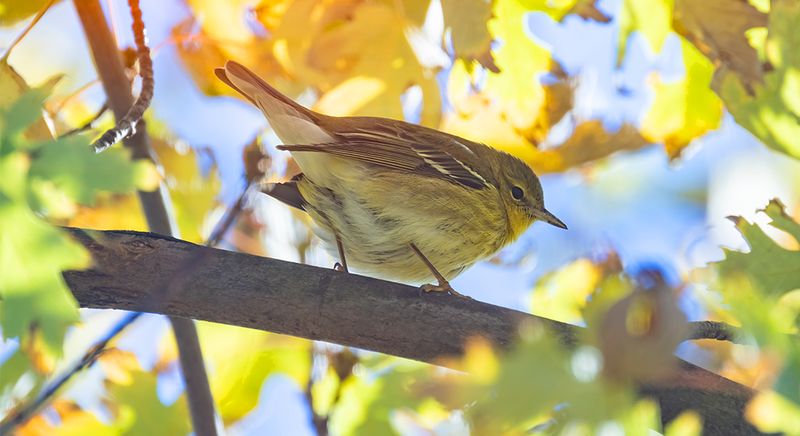 Fall Migration Fueled By Fat-Rich Foods