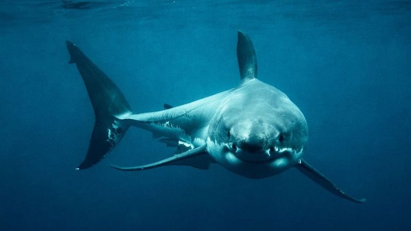 Drone Footage Captures Shark Presence
