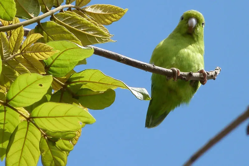 Parrotlet (Pacific Parrotlet)