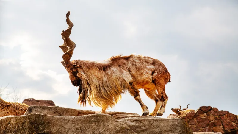 Markhor (Pakistan)