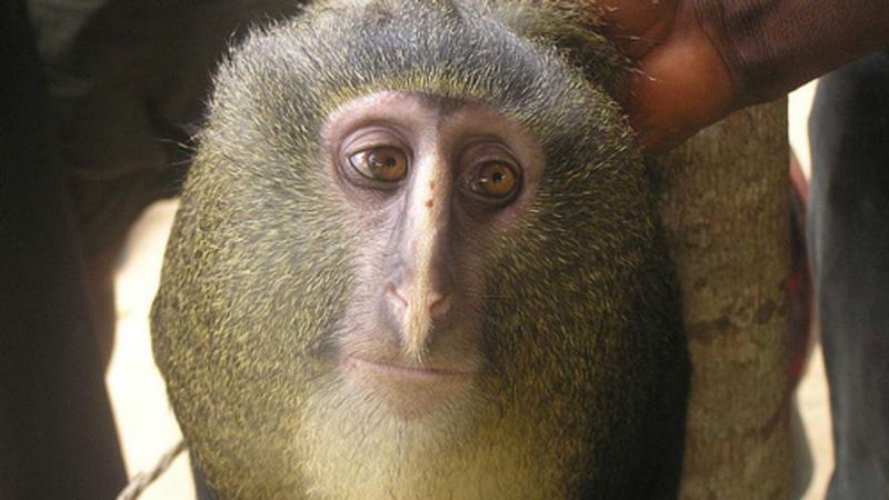 Lesula Monkey's Striking Blue Bottom