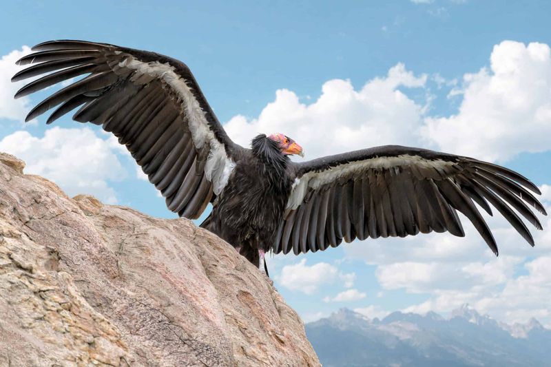 California Condor: Back From 22 Individuals