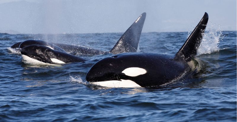Orcas: Ecosystem Engineers