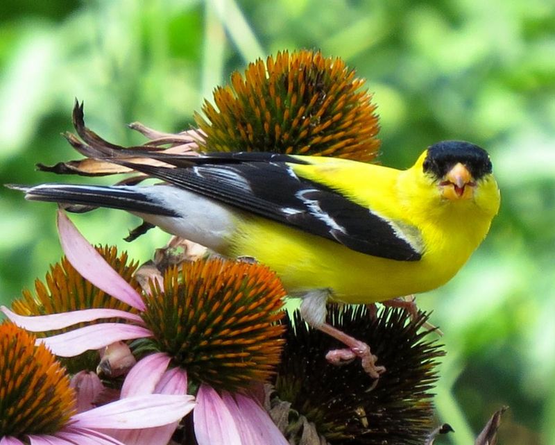 Coneflower Magic