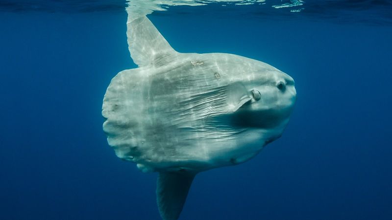 Mola Mola (Ocean Sunfish)