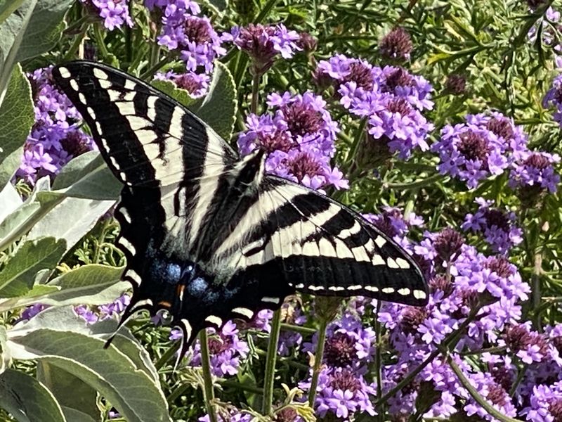 Verbena
