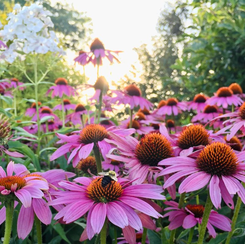 Coneflowers: Native Powerhouses