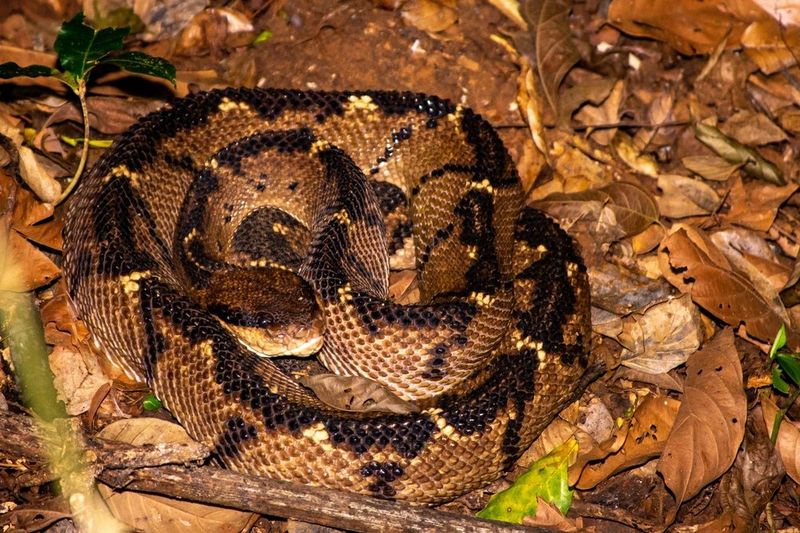 Bushmaster Snake: Rainforest Phantom