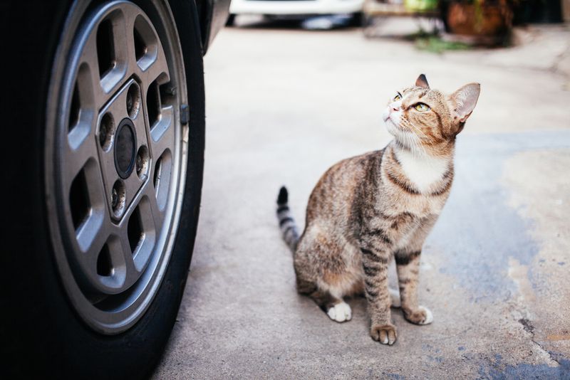 Risk of Injury Threatens Your Cat's Safety