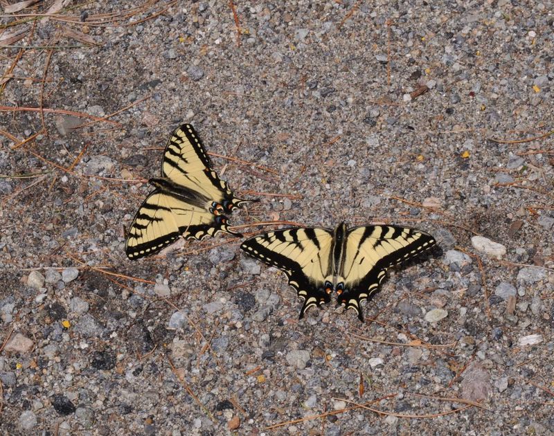 Water Features: Butterfly Drinking Stations
