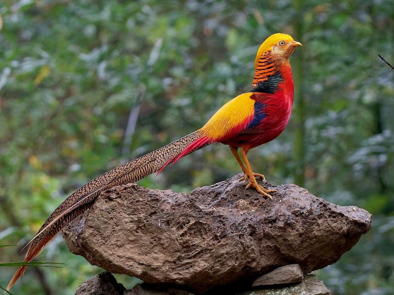 The Glittering Sun God: Golden Pheasant